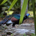 1722-Ocellated Turkey